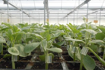 Injertos hortícolas