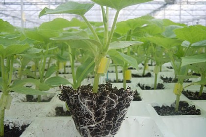 Injerto de pepino