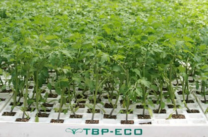 Planta ecológica