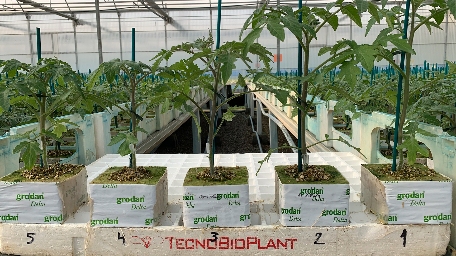 tecnobioplant-planta-horticola-03